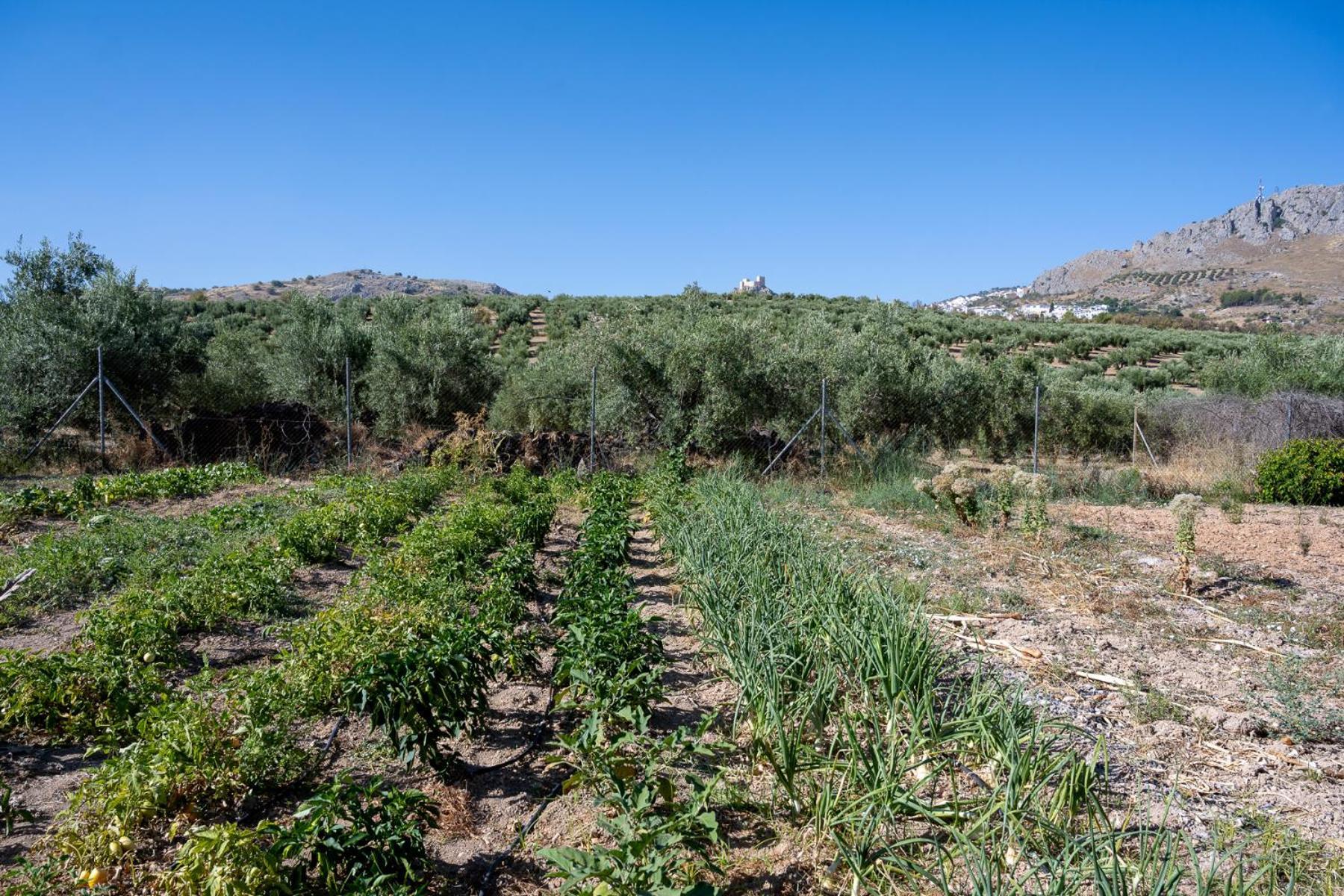 Agroturismo Ecologico El Cortijillo Luque Exterior foto